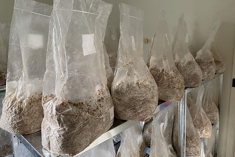 Por que os sacos para cultivo de cogumelos com filtro e porta de injeção são a melhor opção para o cultivo de cogumelos